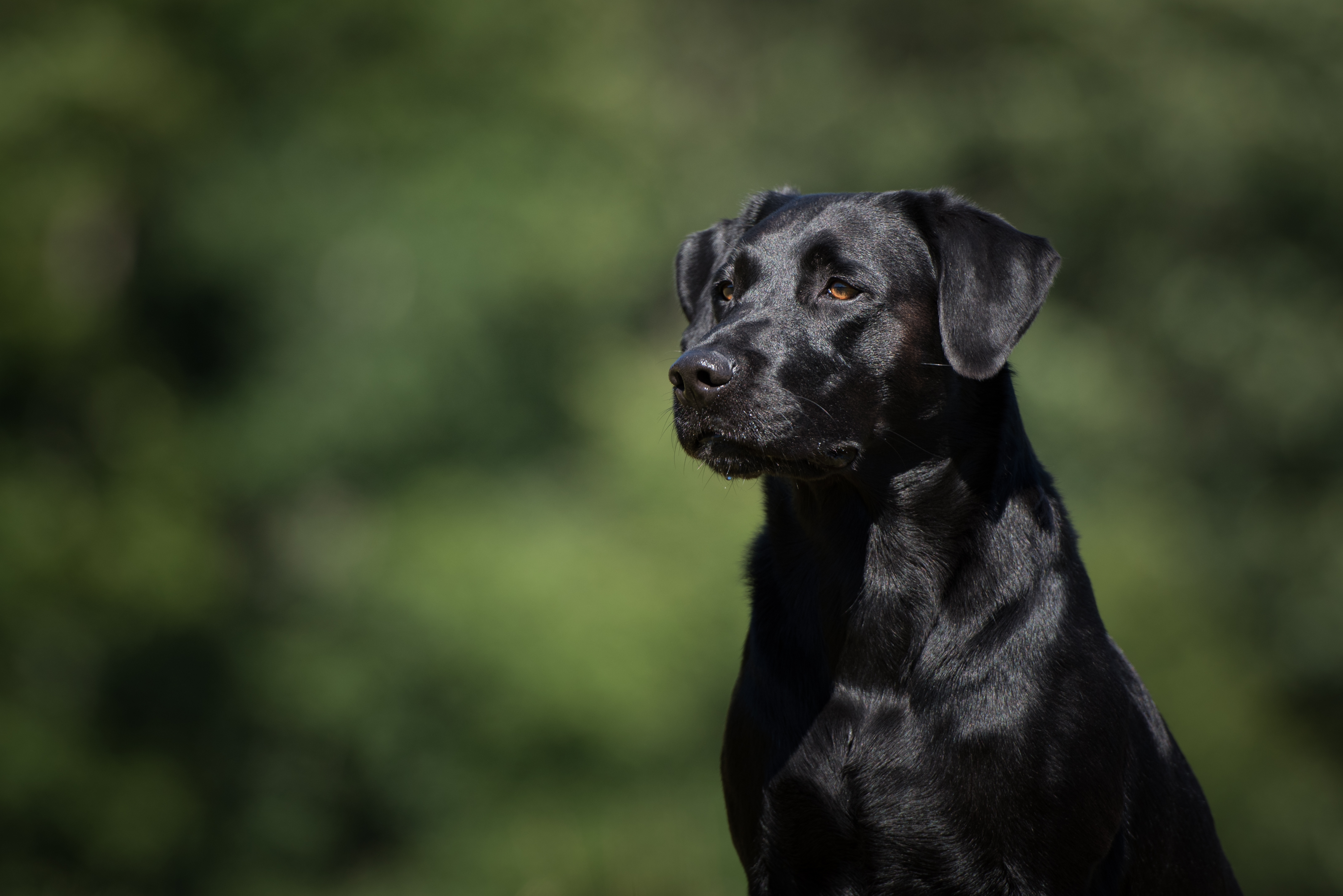 DKJCH DKBRCH Sagnlandets Silverton Racer Sagnlandetslabrador