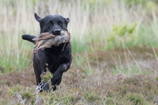 Vi mindes ILO - Sagnlandetslabrador