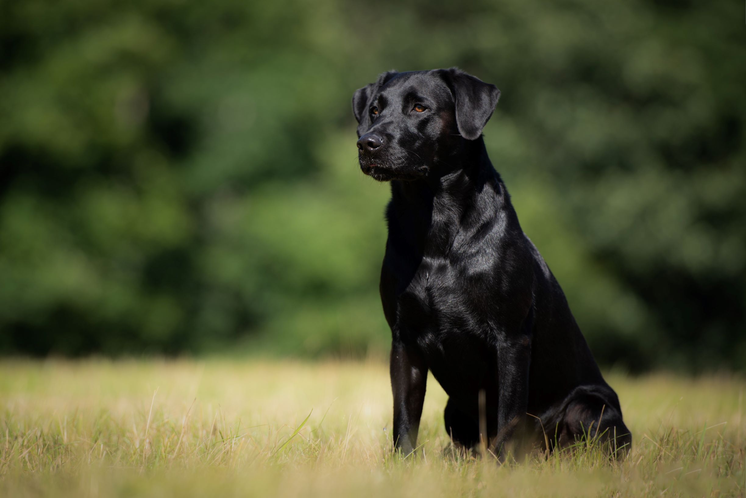 DKJCH DKBRCH Sagnlandets Silverton Racer - Sagnlandetslabrador